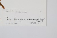 中華裡白藏品圖，第2張