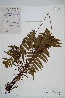 瘤足蕨藏品圖，第1張