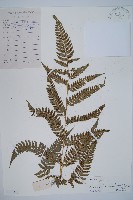 中華複葉耳蕨藏品圖，第1張