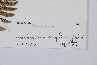 中華複葉耳蕨藏品圖，第2張