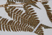 中華複葉耳蕨藏品圖，第3張