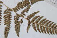 中華複葉耳蕨藏品圖，第4張