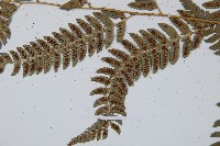 中華複葉耳蕨藏品圖，第5張