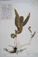 奇數鱗毛蕨藏品圖，第1張