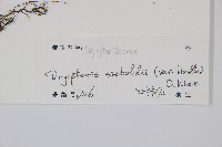 奇數鱗毛蕨藏品圖，第2張