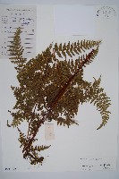 華南鱗蓋蕨藏品圖，第1張