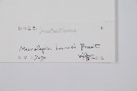 華南鱗蓋蕨藏品圖，第2張