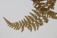 華南鱗蓋蕨藏品圖，第3張