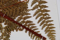 華南鱗蓋蕨藏品圖，第4張