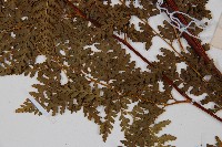 華南鱗蓋蕨藏品圖，第5張