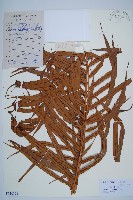 烏毛蕨藏品圖，第1張