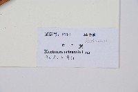 烏毛蕨藏品圖，第2張