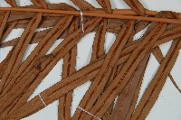 烏毛蕨藏品圖，第3張