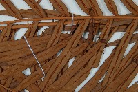 烏毛蕨藏品圖，第4張