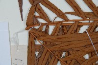 烏毛蕨藏品圖，第5張