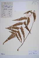 假蹄蓋蕨藏品圖，第1張