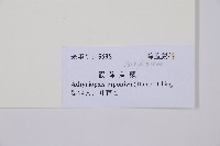 假蹄蓋蕨藏品圖，第3張