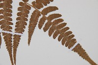 假蹄蓋蕨藏品圖，第4張