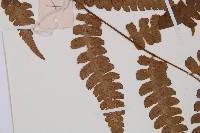 假蹄蓋蕨藏品圖，第5張