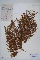 普通針毛蕨藏品圖，第1張