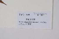 普通針毛蕨藏品圖，第2張