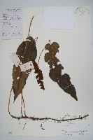 單葉新月蕨藏品圖，第1張