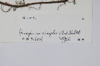 單葉新月蕨藏品圖，第2張