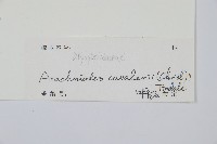 大片複葉耳蕨藏品圖，第2張