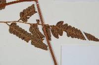 大片複葉耳蕨藏品圖，第3張