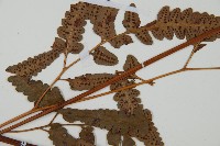 大片複葉耳蕨藏品圖，第4張