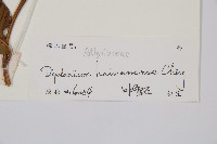 海南雙蓋蕨藏品圖，第3張