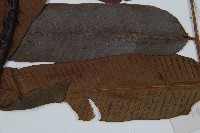 海南雙蓋蕨藏品圖，第4張