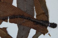 海南雙蓋蕨藏品圖，第5張