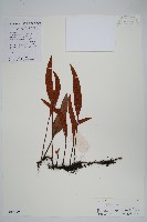 石葦藏品圖，第1張