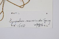 木賊葉石松藏品圖，第2張