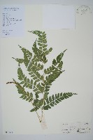 斜方複葉耳蕨藏品圖，第1張