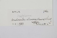 斜方複葉耳蕨藏品圖，第2張