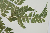 斜方複葉耳蕨藏品圖，第3張