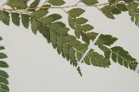 斜方複葉耳蕨藏品圖，第4張