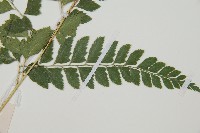 斜方複葉耳蕨藏品圖，第5張