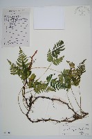 陰石蕨藏品圖，第1張