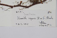 陰石蕨藏品圖，第2張