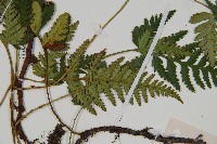 陰石蕨藏品圖，第3張