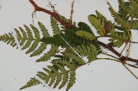 陰石蕨藏品圖，第4張