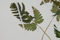 陰石蕨藏品圖，第5張