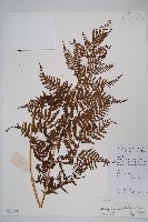 密腺副金星蕨藏品圖，第1張