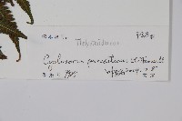 密毛毛蕨藏品圖，第2張