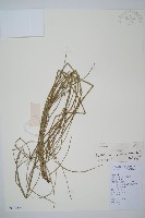 木賊藏品圖，第1張