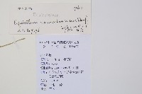 木賊藏品圖，第2張