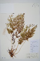 烏蕨藏品圖，第1張